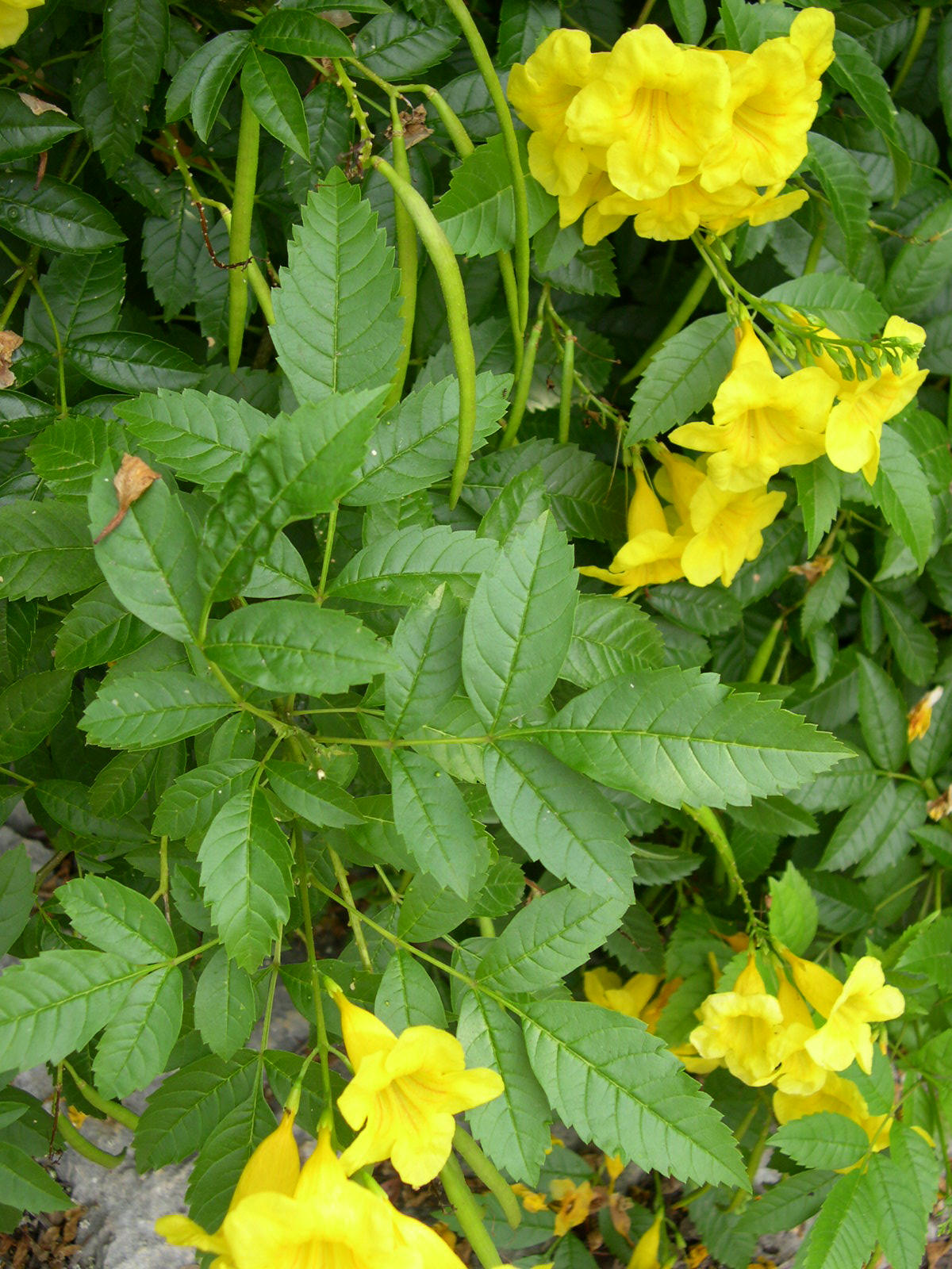 tecoma stans yellow plants bells shrub utexas edu plant bio sbs flowers flowering bush shrubs growing 406d homepage go bignoniaceae